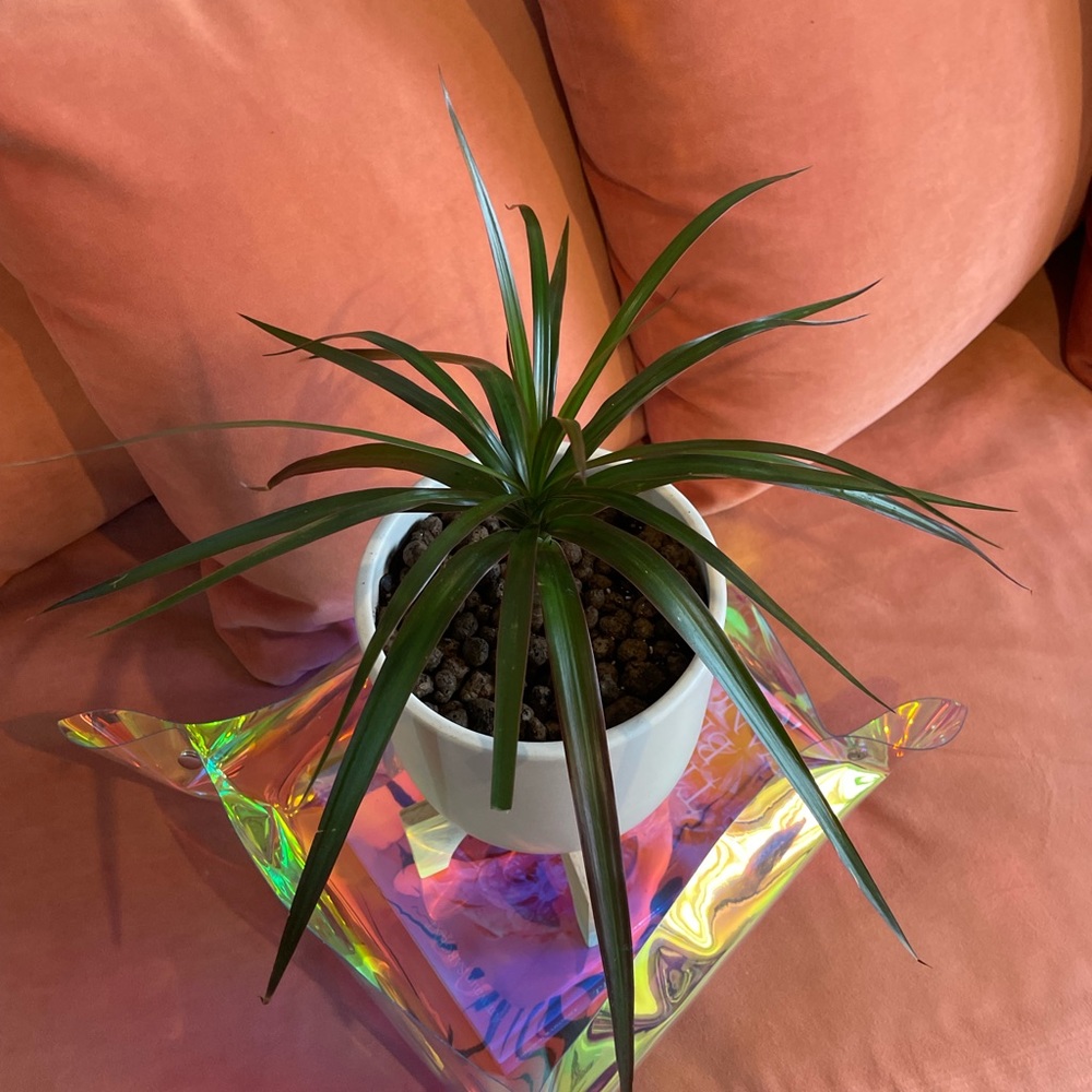 Dracaena Marginata Cane in ceramic pot with clay pebbles.